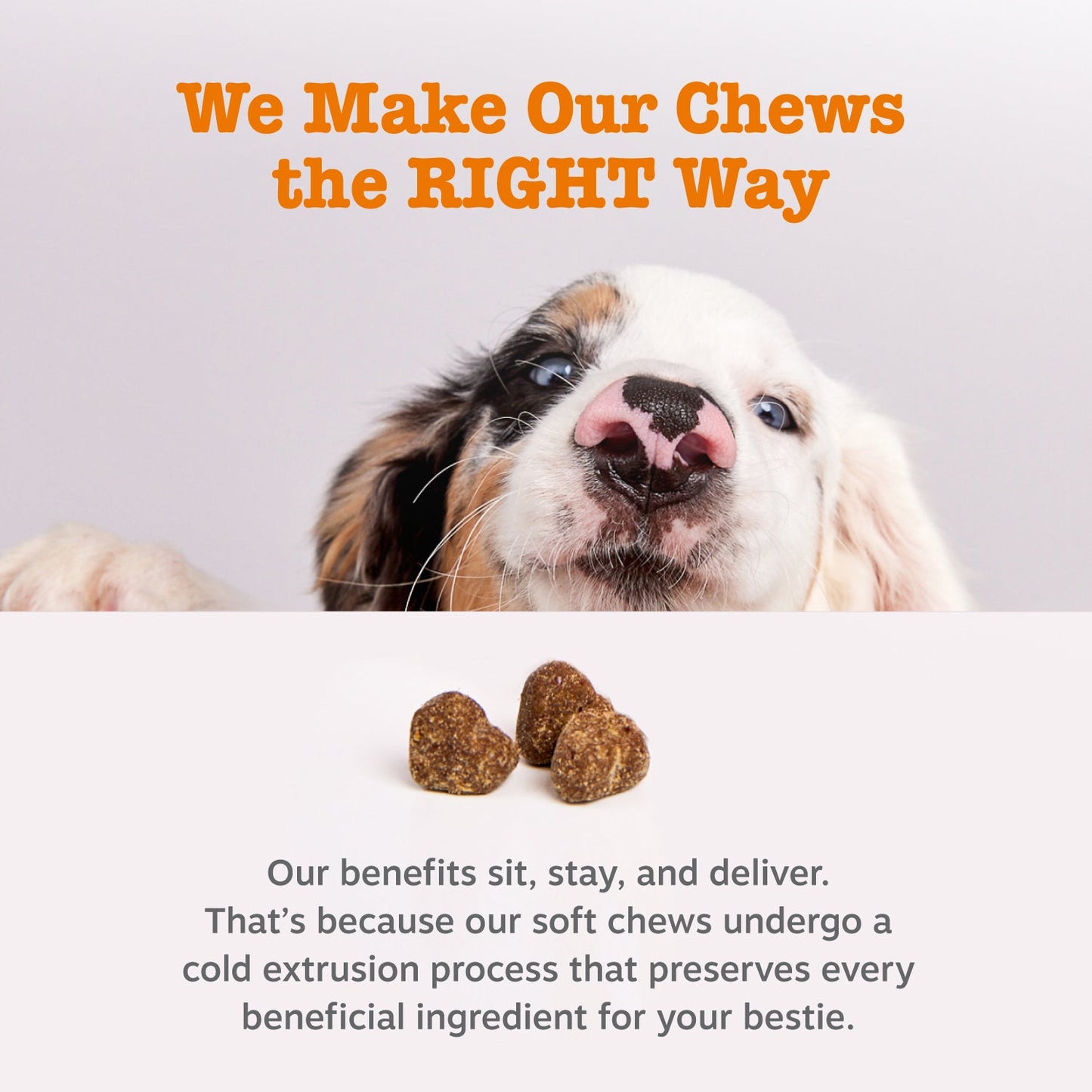 Zesty Paws Probiotic Bites™  6-Strain Digestive Health Supplement